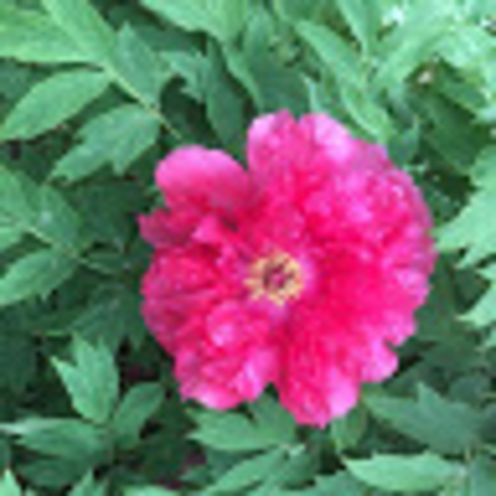 Meet your Posher, Joan